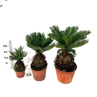 China Wholesale High Quality Artificial Cycas Revoluta Bonsai Plants Home Decoration Cycas Revoluta Bonsai Tree Plants For Home Decoration for sale