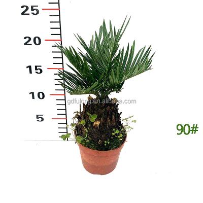 China Artificial Cycas 80# Palm Sago Plant Cycas Tree Potted Small Size Home Bonsai Decoration Plant For Outdoor Decoration for sale