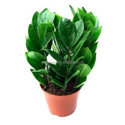 China Home Decoration Ornamental Plant Bonsai Zamioculcas Zamiifolia Artificial Natural Silver Leaf Bonsai Plant for sale