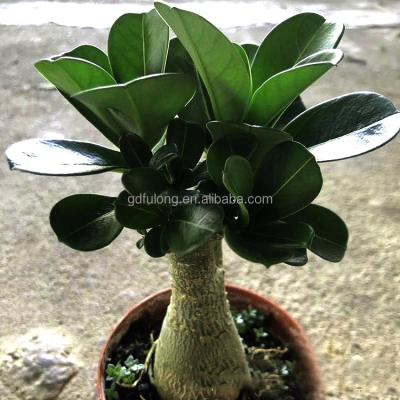 China Artificial Plant Popular Landscape Plants Adenium Artificial Plant Desert Rose Bonsai for sale