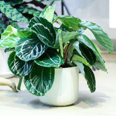 China Home Decoration Artificial Potted Calathea Green Plants Bonsai For Garden Decoration Flower Plants for sale