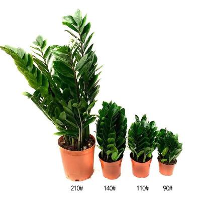 China Hotsale indoor decoration plants wholesale good quality Zamioculcas artificial zamiifolia plant for sale