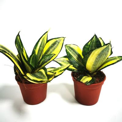 China Artificial Plant Small Cactus Sansevieria Home Green Snake Plant Nursery China Bare Root Decoration for sale