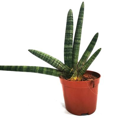 China Cheap Home Decoration Snake Plant Sansevieria With Plastic Pot Potted Plants For Home Indoor Decorective for sale