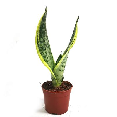 China Home Decoration 60-70cm Height Sansevieria Laurentii Snake Plants Flower Potted Outdoor Bonsai for sale