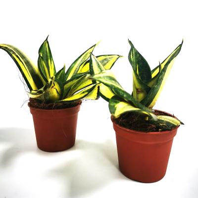 China Superba Green Sansevieria Hahnii Cylindria Growing Best Home Decoration Sansevieria Zeylanica Snake Plant Market for sale