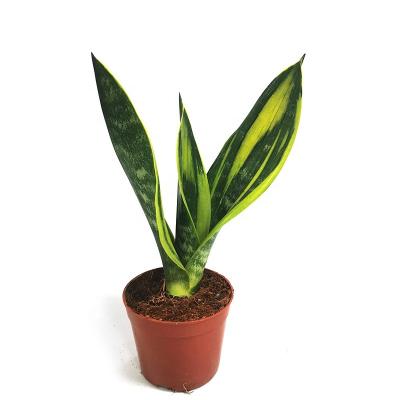 China Wholesale Home Indoor Plants Wholesale Artificial Bonsai Home Decor Garden Decoration Green Plants Sansevieria Snake Plant for sale