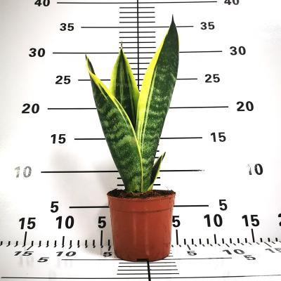 China Succulent Plant Sansevieria Trifasciata Aloe Vera Succulent Plant Sansevieria Zeylanica Green Plant Home Artificial Bonsai Home Decoration for sale