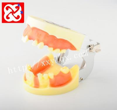 China Dental Anatomy Model Edenulous Implant Practice Model With Soft Gum For Cutting, Suturing And Implant Can Be Fixed In Dental Simulator Head for sale