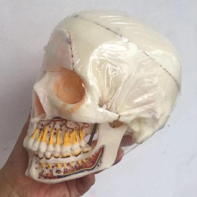 China Detailed anatomy structures skull model representation teeth, sinuses, arteries and nerves for sale