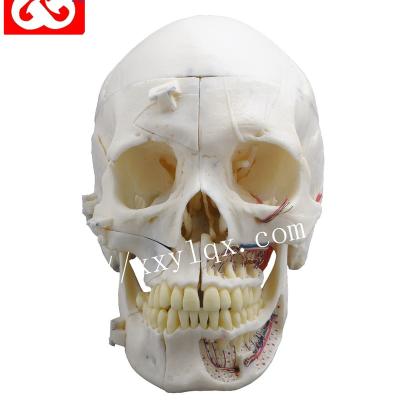 China Dental structures detailed skull anatomy model for demosnstration 10 parts for sale