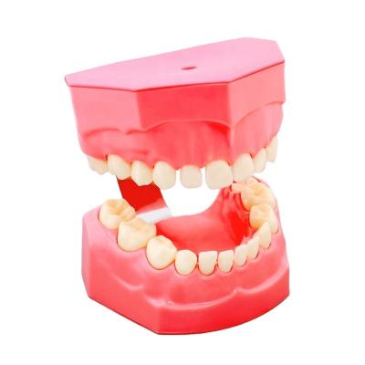 China Durable Tooth Brushing Demonstration Model Tooth Anatomy Model Teeth Models For Study for sale