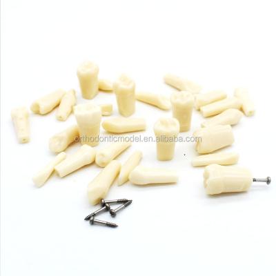 China Durable Dental Renewed Teeth Model For Study Practice Nission Teeth for sale