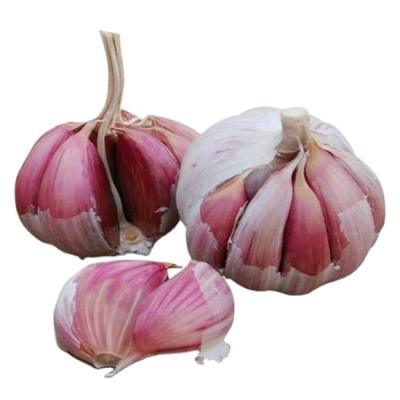 China Dry fresh fresh red garlic in carton or net bag size 5-6 cm from China Shandong new garlic for sale