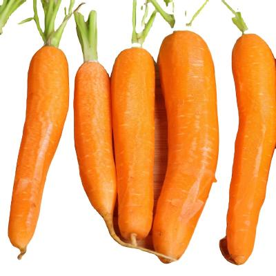 China PRESERVED marinated carrot - carota de Daucus for sale