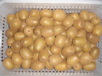 China sales kiwi seedlings golden kiwi plant yellow kiwi seedlings 2y grafted seedlings for sale