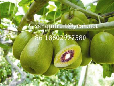 China produce red kiwi plant grafted kiwi seedlings young grafted kiwi seedlings kiwi plant for sale