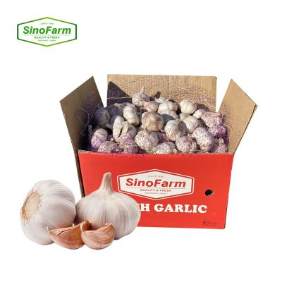 China Fresh New Culture Chinese Fresh White Garlic For Holland Europe Garlic Market With Space Global Garlic Price for sale