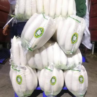 China 2021 Fresh New Culture of Fresh White Common Price Radish with Different Sizes Cruciferous Vegetabless for sale