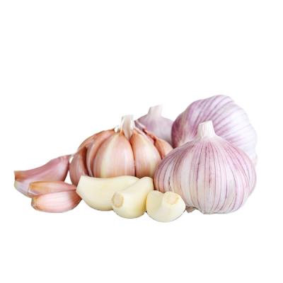 China Fresh Garlic Seeds With Garlic Price 1ton In China Garlic Oil Not for sale