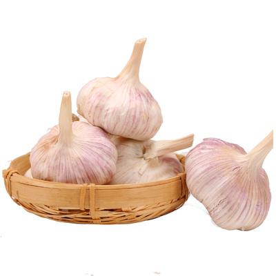 China Chinese new fresh culture fresh garlic supplies from garlic hometown - Jin xiang garlic origin for sale