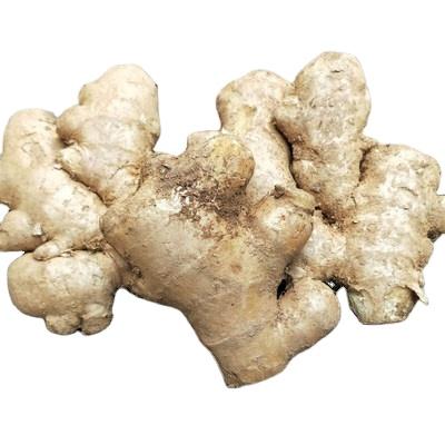 China Hot Sale Young Ginger Fresh Organic Chinese Ginger Not Ginger Seeds Fresh Ripe Culture 2020 New for sale