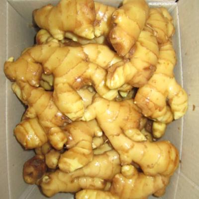 China chinese fresh ginger factory sell bulk fresh ginger packing from china fresh ginger supplier for sale