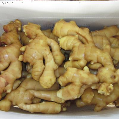 China Chinese fresh ginger factory sell fresh ginger for importer with cheap ginger wholesale price for sale