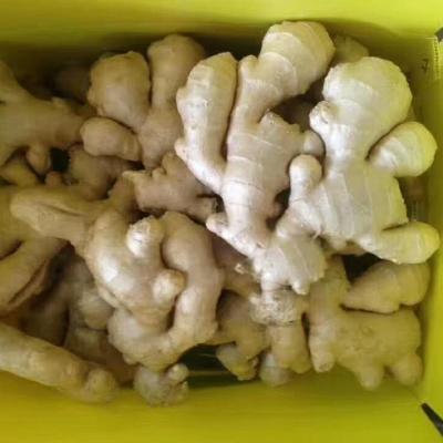 China Fresh Chinese Ginger Factory Supply Air Dried Ginger In PVC Box For Dried Ginger Buyers for sale