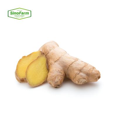 China Fresh Ginger For Sale Dried Ginger Price Of New Culture 2021 Fresh Ginger Good From China Suppliers Fresh Ginger for sale