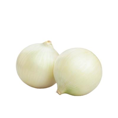 China Fresh Onion Price 1 Kg For Cheap Big Onion White Onions for sale