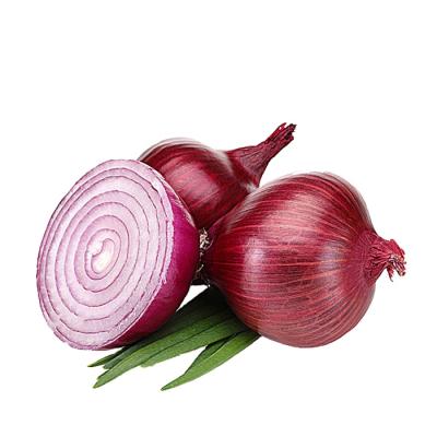 China Red Onion Exporter Supply Chinese Fresh Onion Fresh Onions With High Quality And Low Price for sale