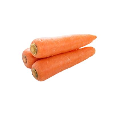 China 2021 fresh new cultivation of Sinfarm brand carrot factory supply fresh vegetable carrot seeds in bulk for sale for sale