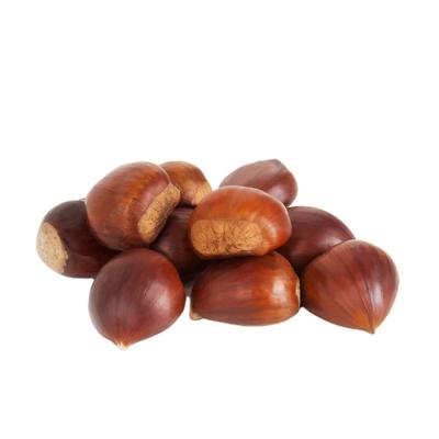 China Low fat fresh chestnut for chestnuts not roasted chestnut peeling machine for sale