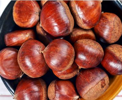 China New low fat Chinese chestnut for roasted chestnut with burlap bag packing mild taste and easy to peel for sale