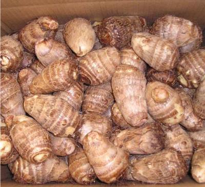 China New factory supply low fat fresh vegetable taro china culture taro root bulk price for sale for sale