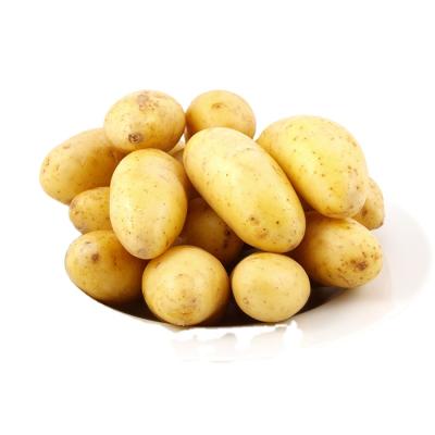 China China fresh potato for potato importers for sale