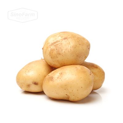 China Best fresh culture of Chinese factory potato fresh potato prices for sale