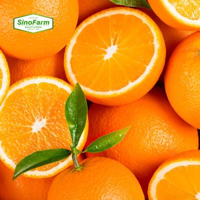 China High quality fresh from navel orange fresh variety for sale for sale