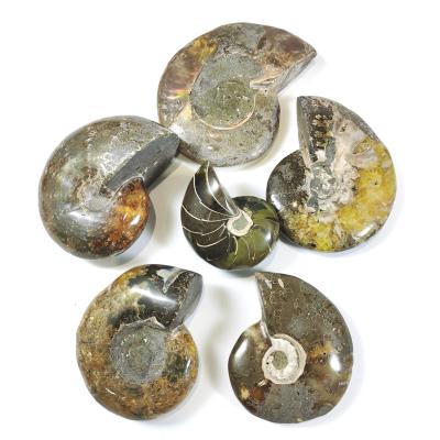 China Natural Crystal Fossil Specimen Large Quartz Ammonite Nautilus Fossil From China for sale