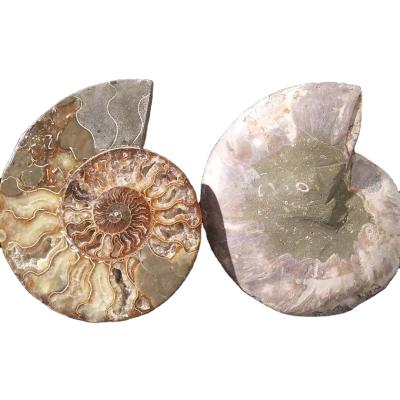 China Europe Hot Selling High Quality Crystal Snail Specimen Slice Ammonite Fossil For Decoration for sale