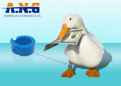 China Etiquetas do pé de galinha do pato, etiquetas animais de Rfid do anel do pé para a gestão dos rebanhos animais à venda