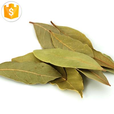 China Factory price high quality export dry whole natural bay leaf spices for sale for sale