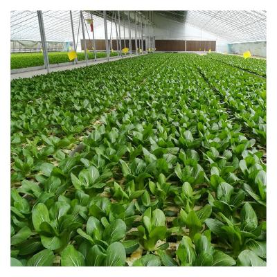 China Vegetable Fruits Flowers Planting Dft Floating Hydroponic System For Leaf Vegetable for sale