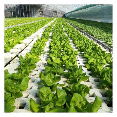 China Vegetable Fruits Flowers Planting Dft Hydroponic Growing Systems For Lettuce With High Quality for sale