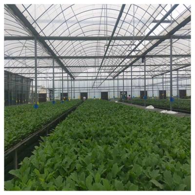 China Vegetable Fruits Flowers Planting Dft Hydroponics Growing System For Leaf Vegetable/lettuce/salad/herb Growing for sale