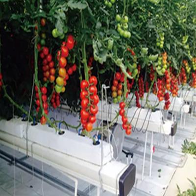 China Vegetable Fruits Flowers Planting Cocopeat Hydroponics Planting System Multi-span Agricultural Greenhouses Used Growing Gutter For Tomato Large for sale