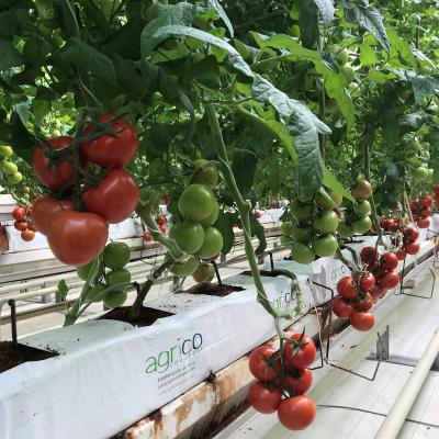 China Vegetable Fruits Flowers Planting Hydroponics And Rock Wool Hydroponic Tomato Growing System Supplies For Greenhouse for sale