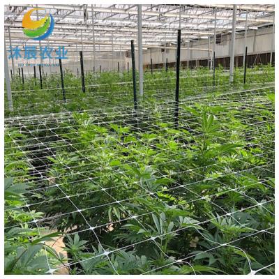 China Medical Hemp Growing Agricultural Fully Automatic Blackout System Single Span Plastic Film Light Deprivation Greenhouse for sale