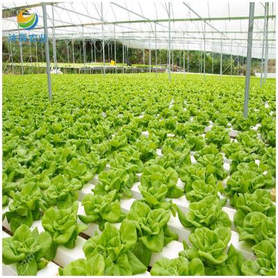 China Vegetable Fruits Flowers Planting Commercial Multi Span Film Greenhouse With Uv Plastic Film for sale